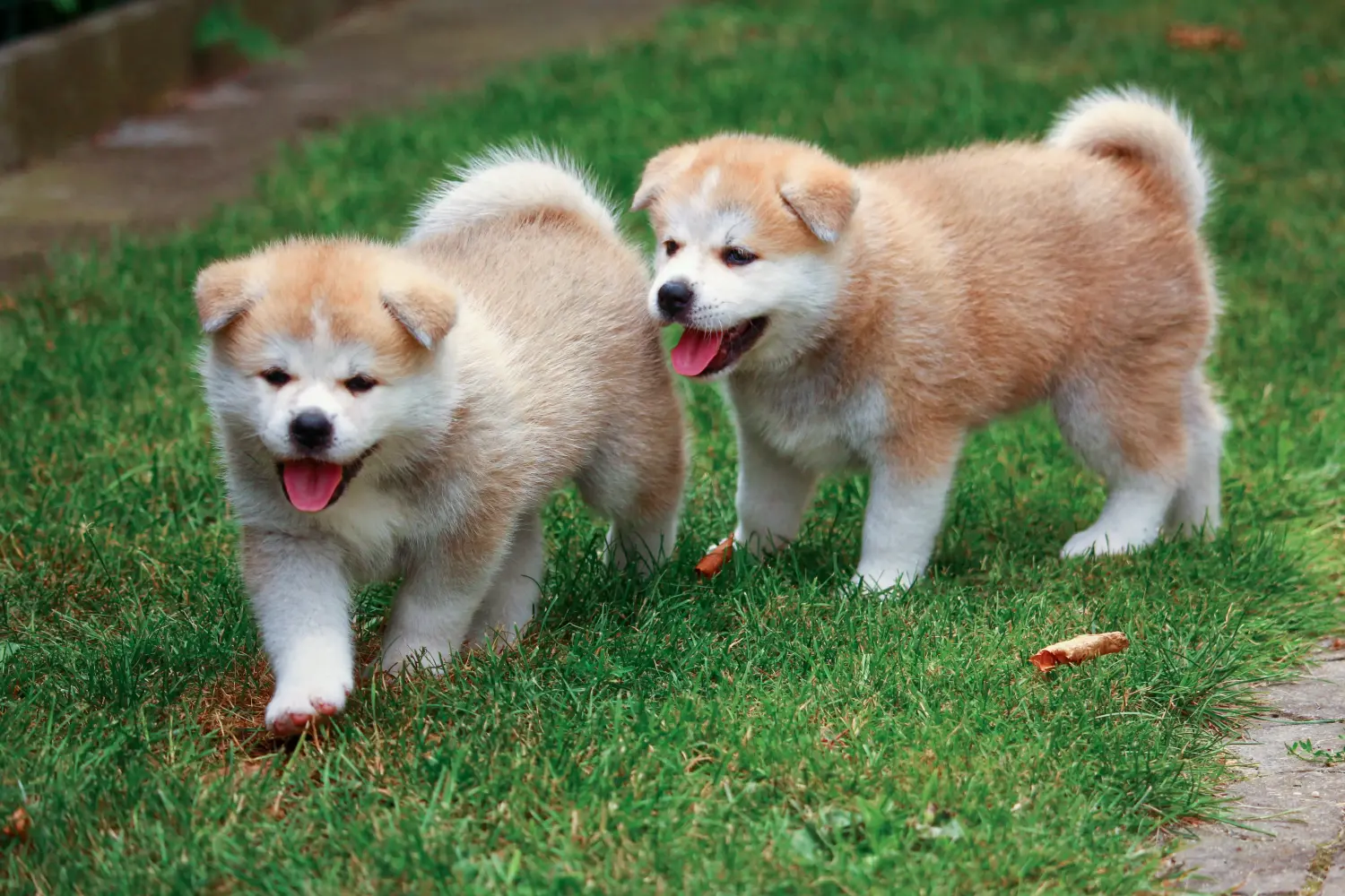 Akita kölyökkutya vásárlása felelősségvállalást jelent! Akita kölyökkutyák vásárlása.