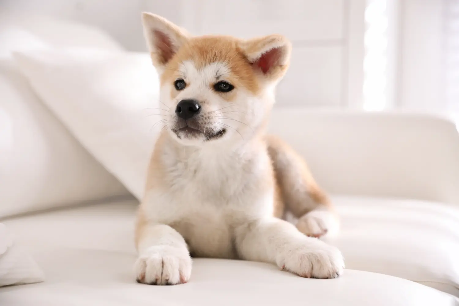 Akita kölyökkutya vásárlása felelősségvállalást jelent! Akita kölyökkutyák vásárlása.