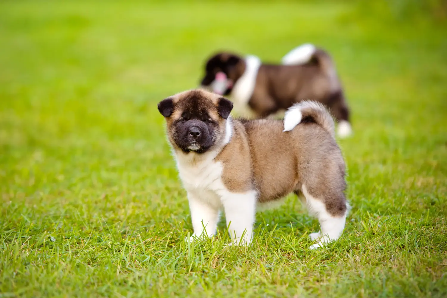 Akita kölyökkutya vásárlása felelősségvállalást jelent! Akita kölyökkutyák vásárlása.