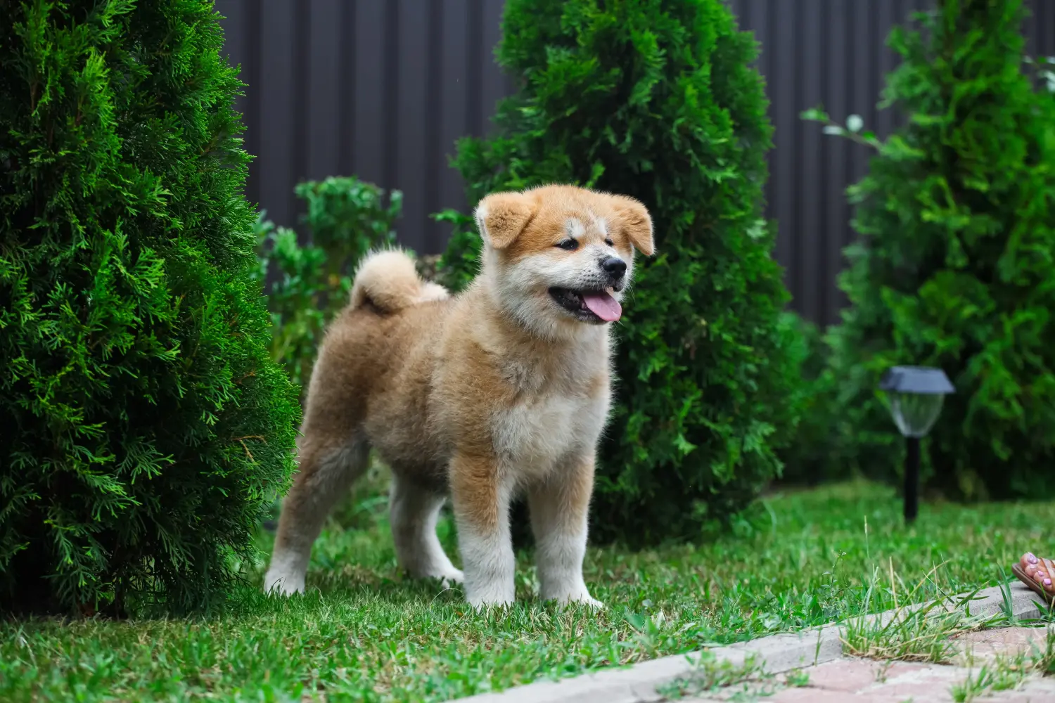 Akita kölyökkutya vásárlása felelősségvállalást jelent! Akita kölyökkutyák vásárlása.