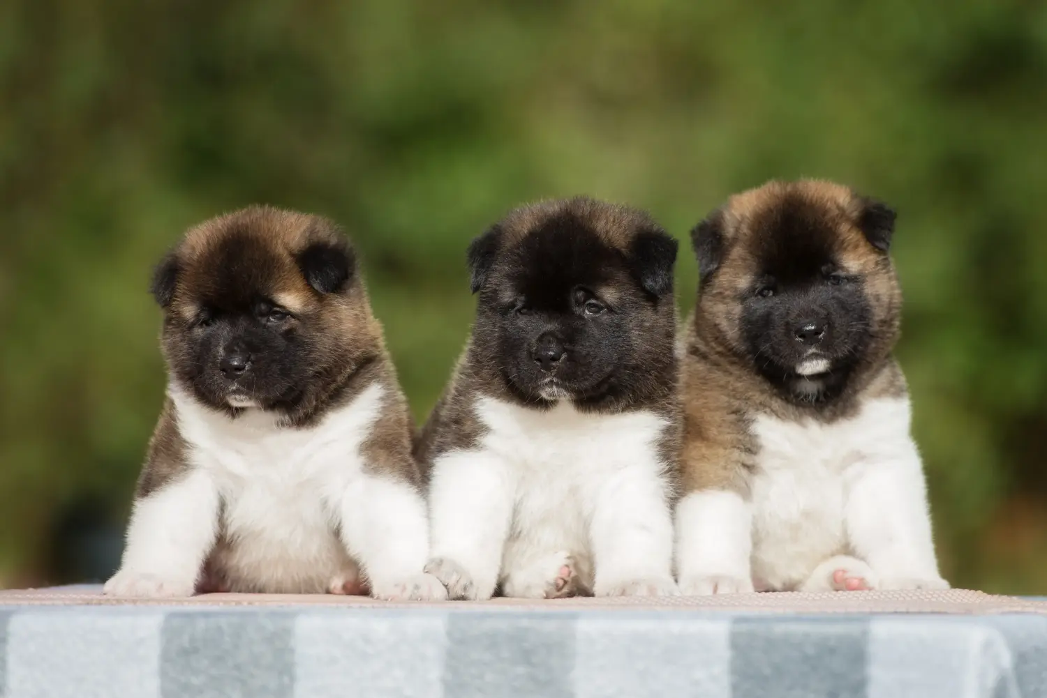 Akita kölyökkutya vásárlása felelősségvállalást jelent! Akita kölyökkutyák vásárlása.