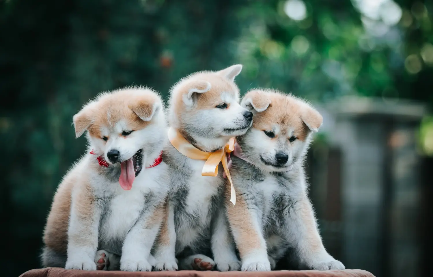 Akita kölyökkutya vásárlása felelősségvállalást jelent! Akita kölyökkutyák vásárlása.