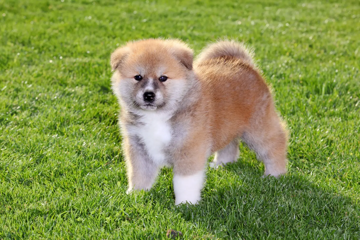 Akita kölyökkutya vásárlása felelősségvállalást jelent! Akita kölyökkutyák vásárlása.
