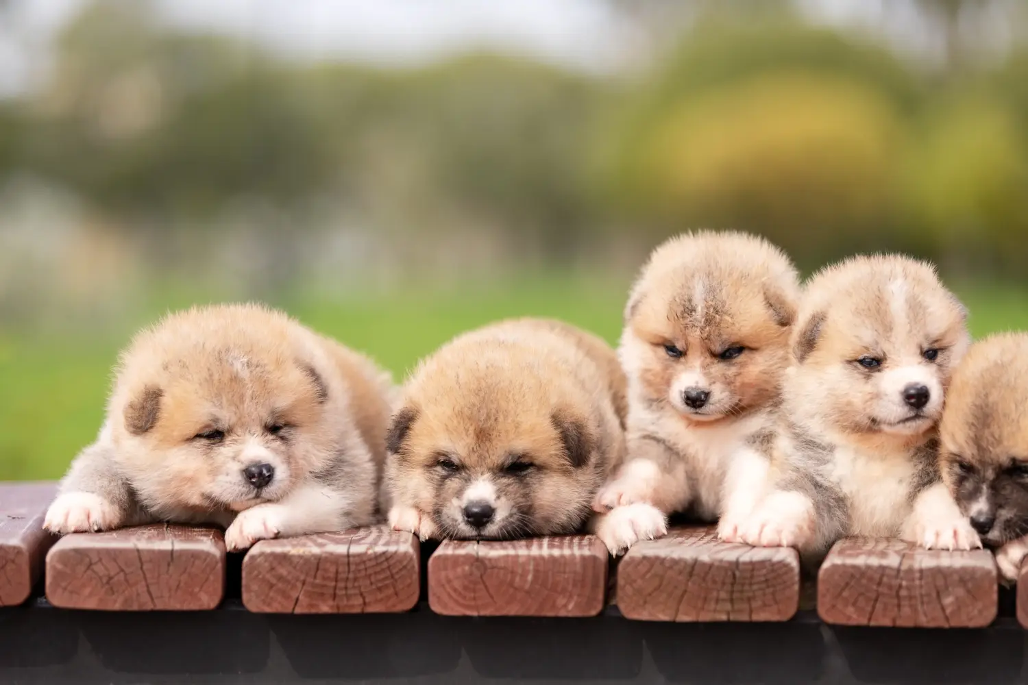 Akita kölyökkutya vásárlása felelősségvállalást jelent! Akita kölyökkutyák vásárlása.