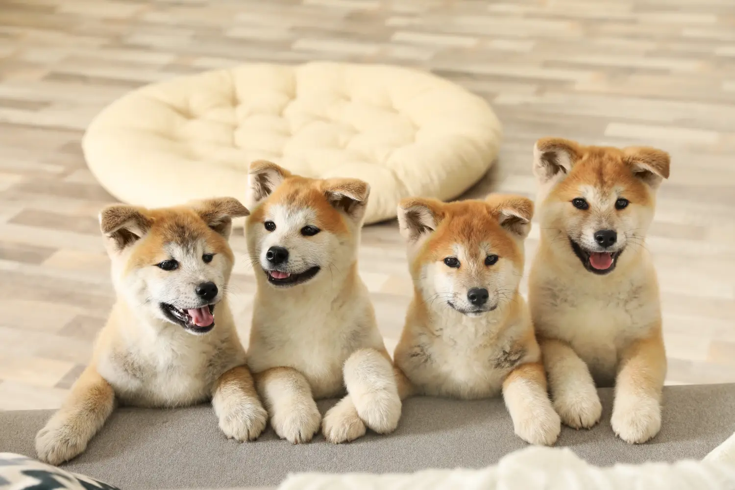 Akita kölyökkutya vásárlása felelősségvállalást jelent! Akita kölyökkutyák vásárlása.