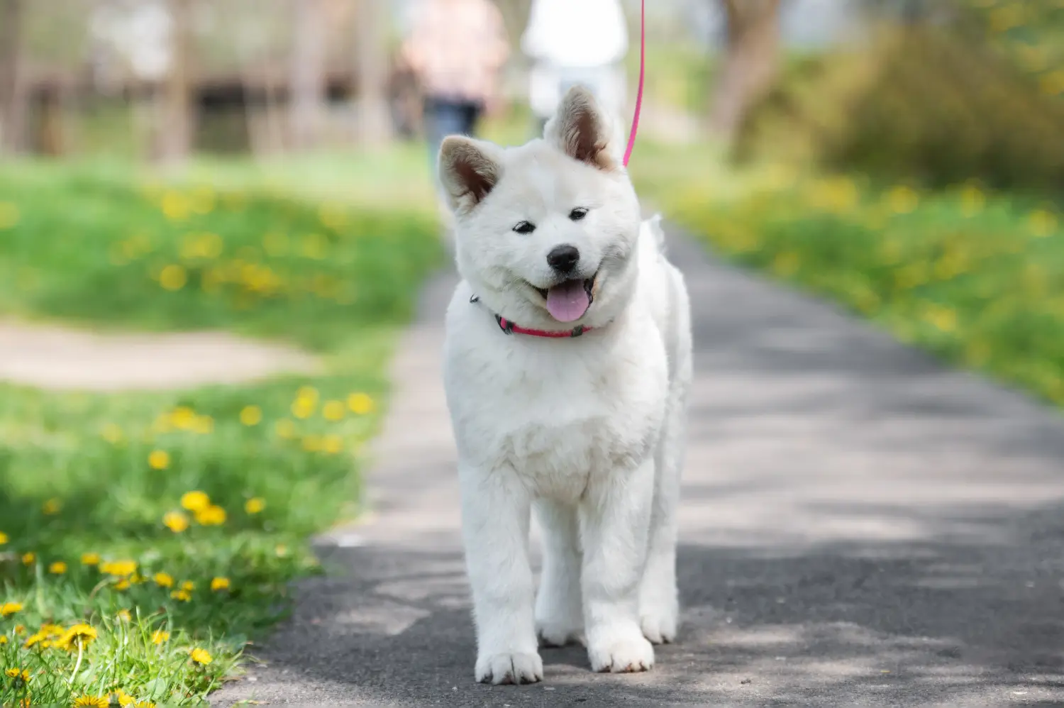 Akita kölyökkutya vásárlása felelősségvállalást jelent! Akita kölyökkutyák vásárlása.