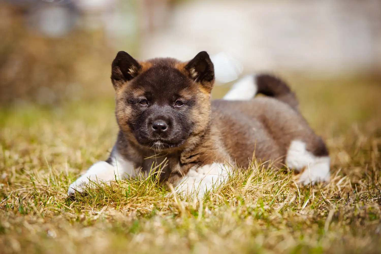 Akita kölyökkutya vásárlása felelősségvállalást jelent! Akita kölyökkutyák vásárlása.