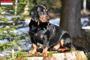 Read more about the article Alpesi Dachsbracke tenyésztők és kölykök Magyarországon