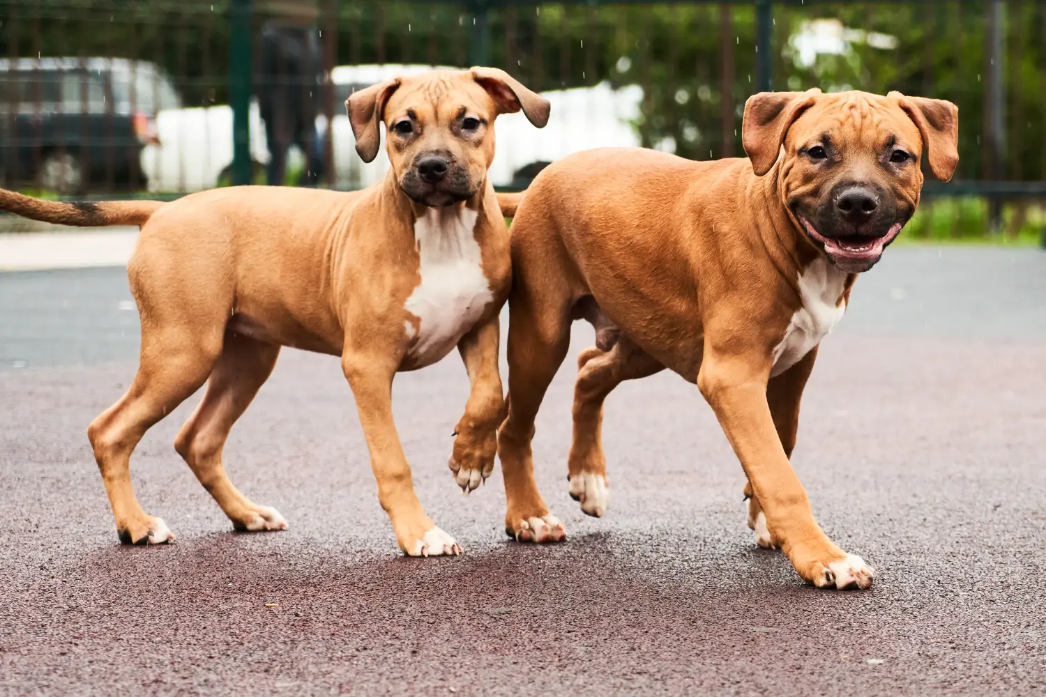 Amerikai staffordshire terrier kölyökkutya vásárlása felelősségvállalást jelent! Amerikai staffordshire terrier kiskutyák vásárlása.