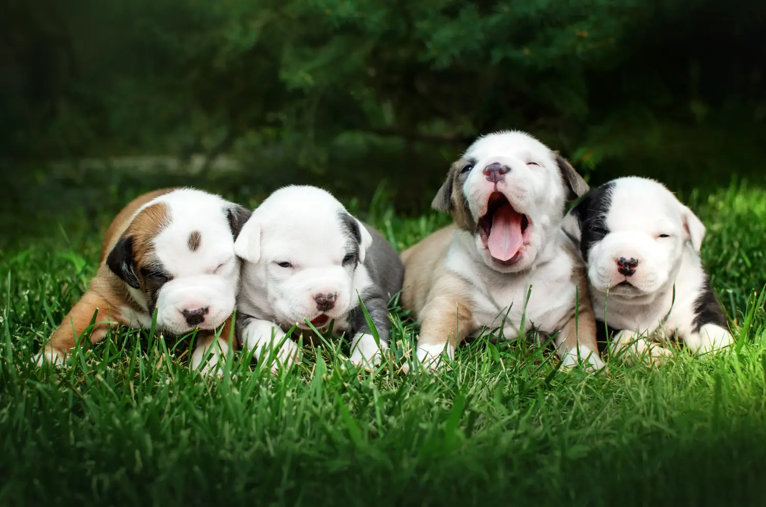 Amerikai staffordshire terrier kölyökkutya vásárlása felelősségvállalást jelent! Amerikai staffordshire terrier kiskutyák vásárlása.