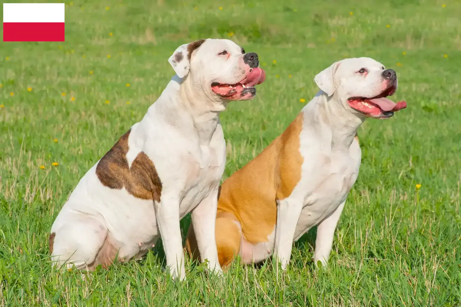 Amerikai bulldog kölykök és tenyésztők Lengyelország Itt megtalálhatja az Amerikai Bulldog tenyésztőket Lengyelországban.