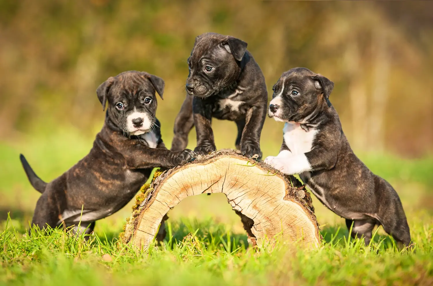 Amerikai staffordshire terrier kölyökkutya vásárlása felelősségvállalást jelent! Amerikai staffordshire terrier kiskutyák vásárlása.