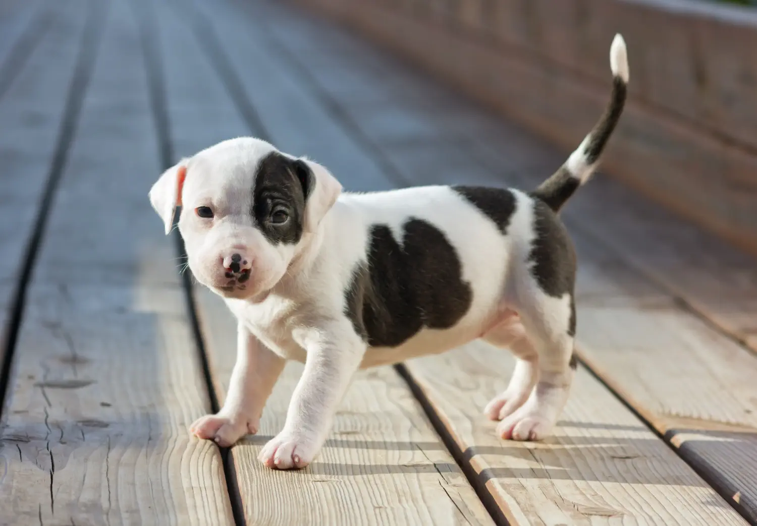 Amerikai staffordshire terrier kölyökkutya vásárlása felelősségvállalást jelent! Amerikai staffordshire terrier kiskutyák vásárlása.
