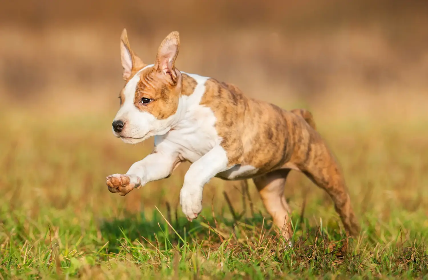 Amerikai staffordshire terrier kölyökkutya vásárlása felelősségvállalást jelent! Amerikai staffordshire terrier kiskutyák vásárlása.