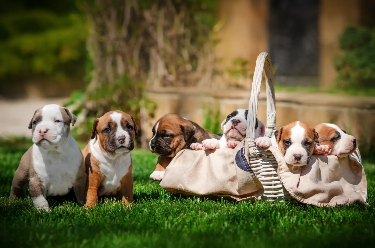 Amerikai staffordshire terrier kölyökkutya vásárlása felelősségvállalást jelent! Amerikai staffordshire terrier kiskutyák vásárlása.