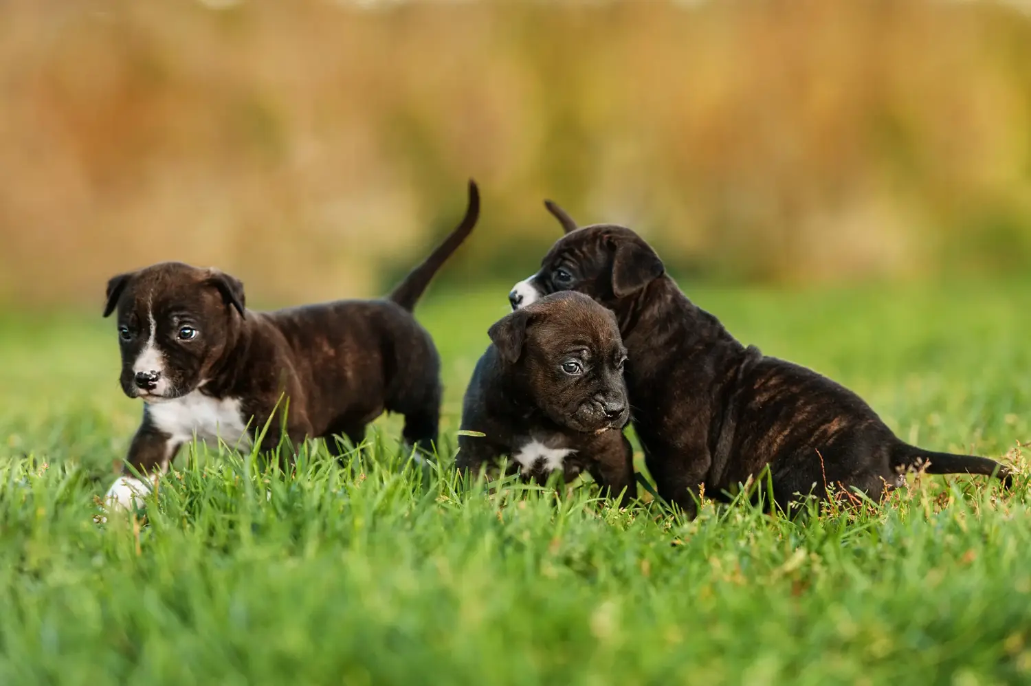 Amerikai staffordshire terrier kölyökkutya vásárlása felelősségvállalást jelent! Amerikai staffordshire terrier kiskutyák vásárlása.
