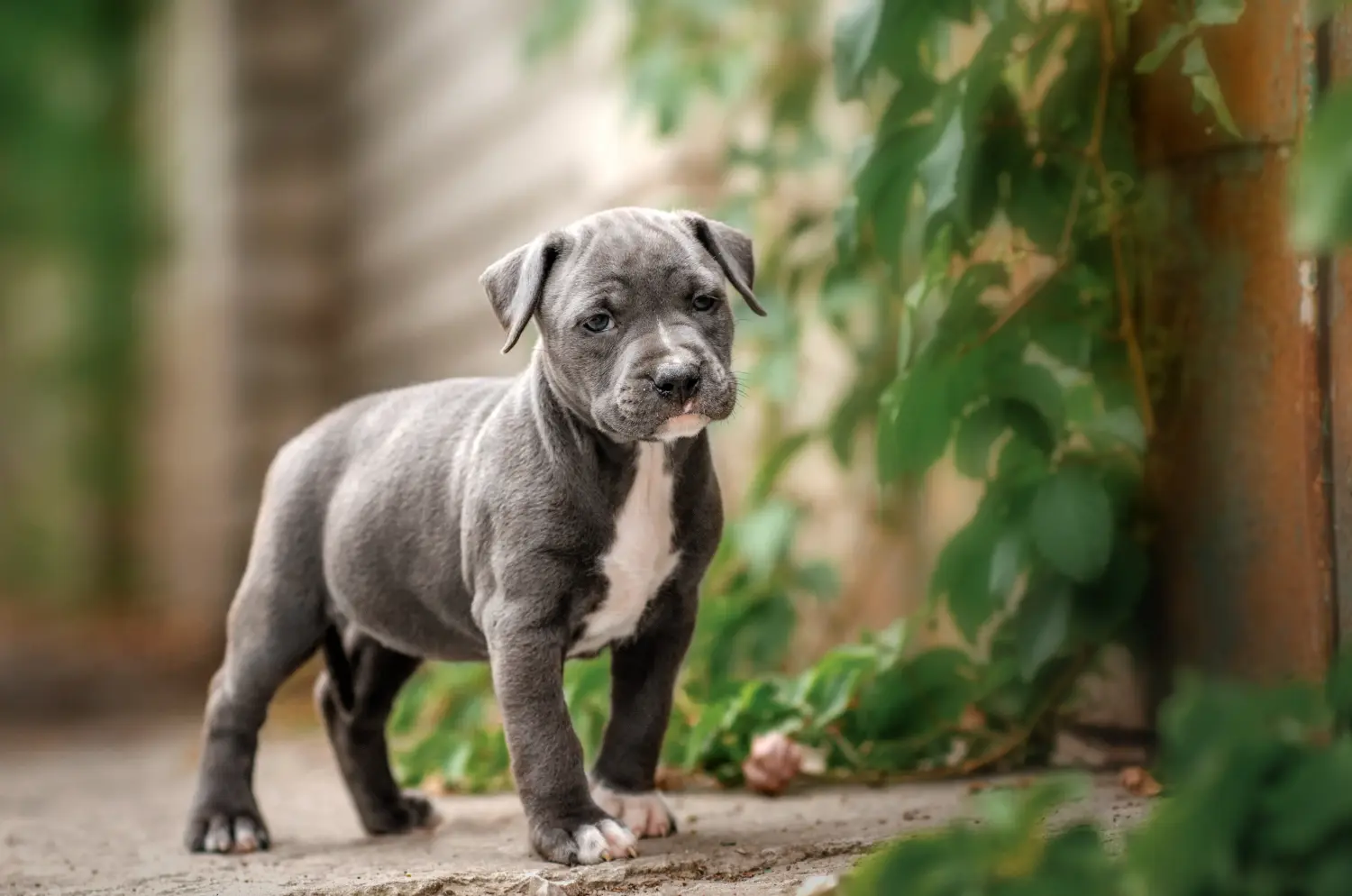 Amerikai staffordshire terrier kölyökkutya vásárlása felelősségvállalást jelent! Amerikai staffordshire terrier kiskutyák vásárlása.