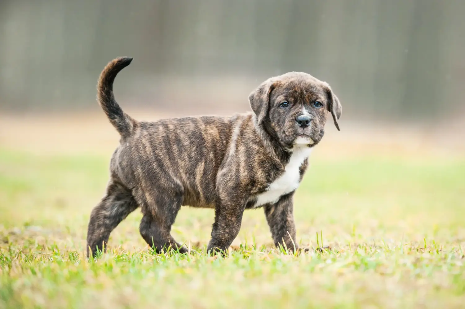 Amerikai staffordshire terrier kölyökkutya vásárlása felelősségvállalást jelent! Amerikai staffordshire terrier kiskutyák vásárlása.