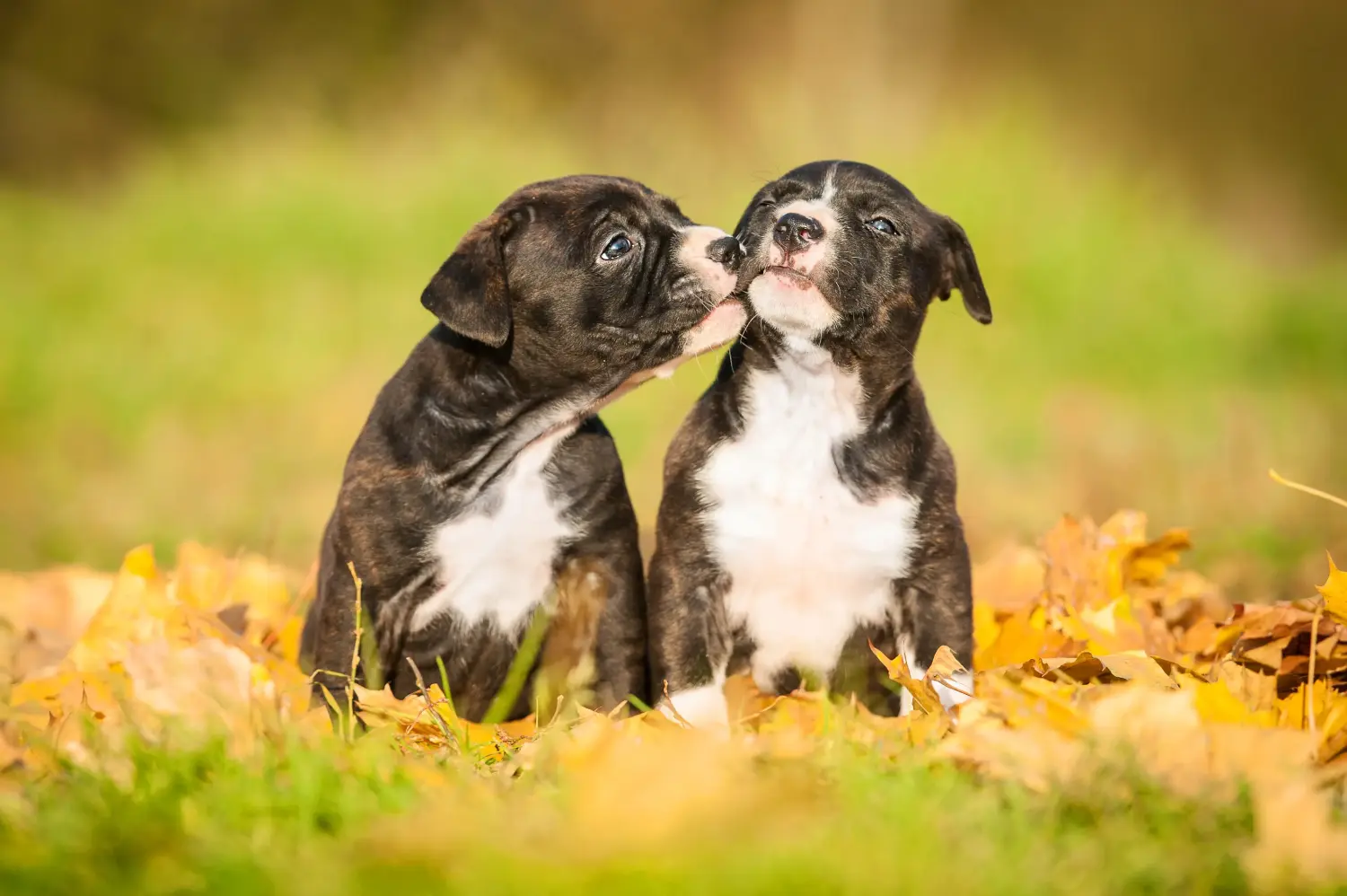 Amerikai staffordshire terrier kölyökkutya vásárlása felelősségvállalást jelent! Amerikai staffordshire terrier kiskutyák vásárlása.