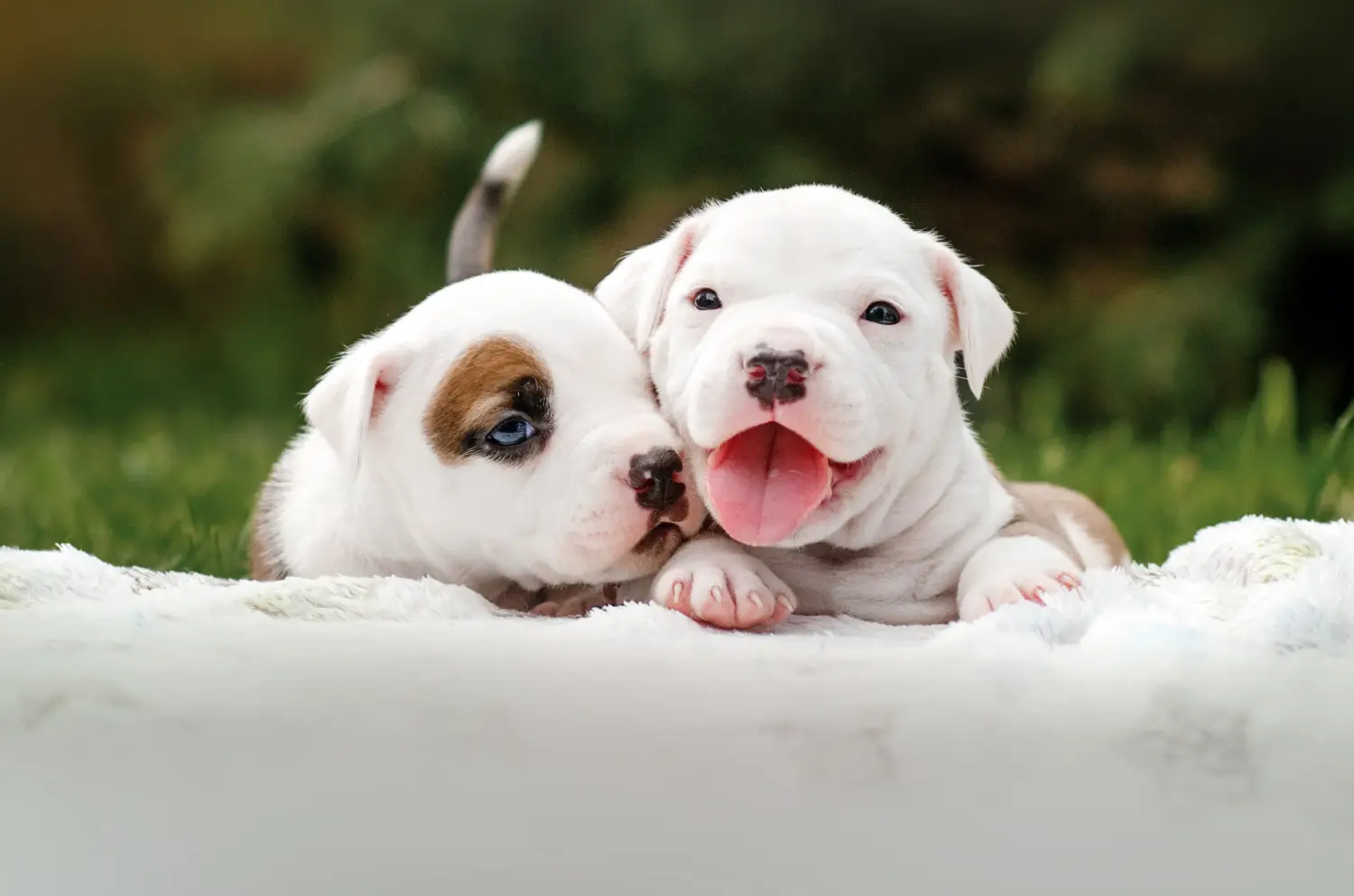 Amerikai staffordshire terrier kölyökkutya vásárlása felelősségvállalást jelent! Amerikai staffordshire terrier kiskutyák vásárlása.