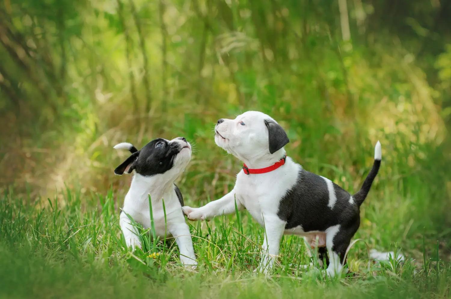 Amerikai staffordshire terrier kölyökkutya vásárlása felelősségvállalást jelent! Amerikai staffordshire terrier kiskutyák vásárlása.