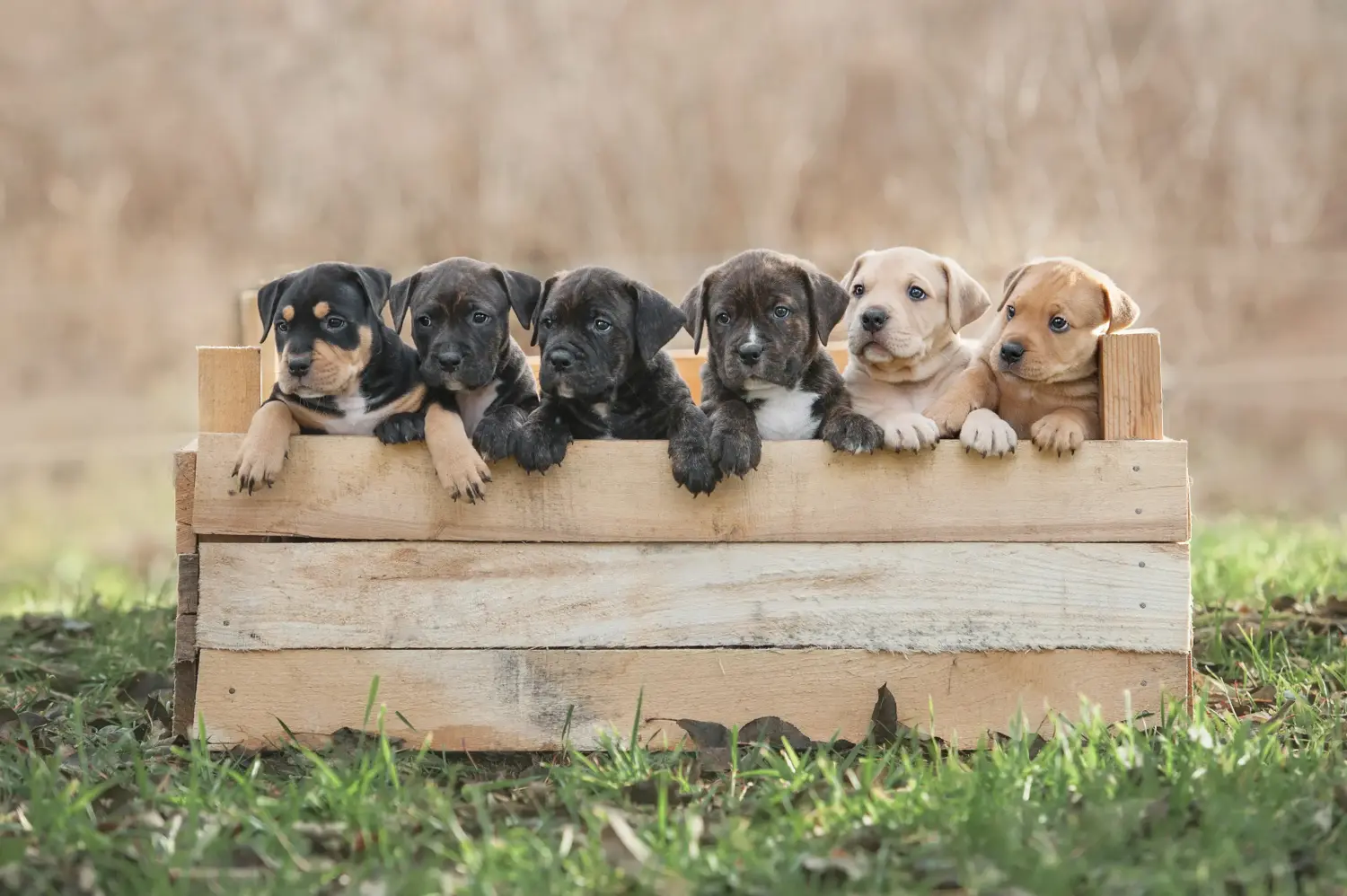 Amerikai staffordshire terrier kölyökkutya vásárlása felelősségvállalást jelent! Amerikai staffordshire terrier kiskutyák vásárlása.