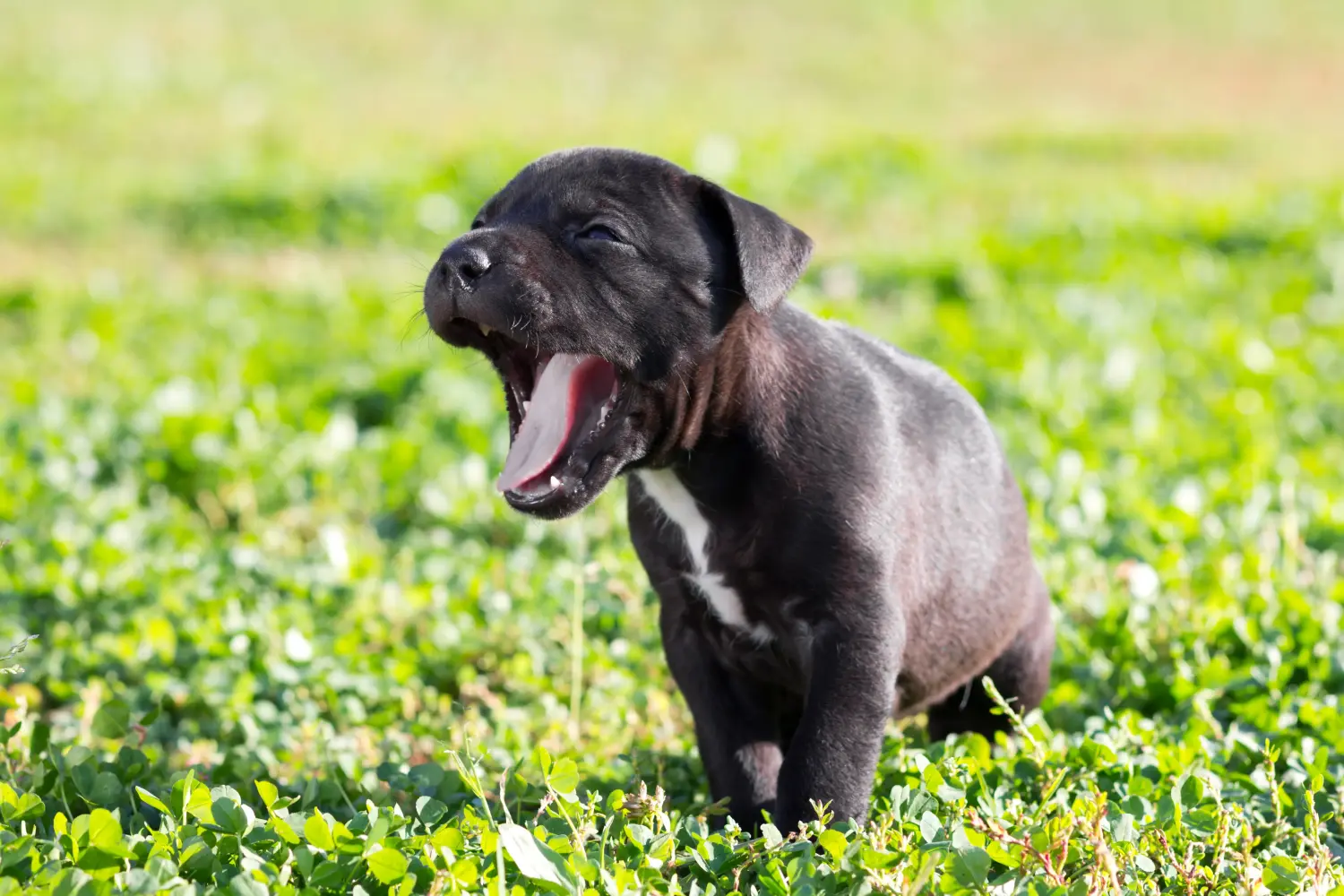 Amerikai staffordshire terrier kölyökkutya vásárlása felelősségvállalást jelent! Amerikai staffordshire terrier kiskutyák vásárlása.
