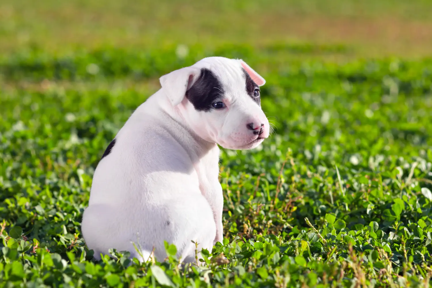 Amerikai staffordshire terrier kölyökkutya vásárlása felelősségvállalást jelent! Amerikai staffordshire terrier kiskutyák vásárlása.