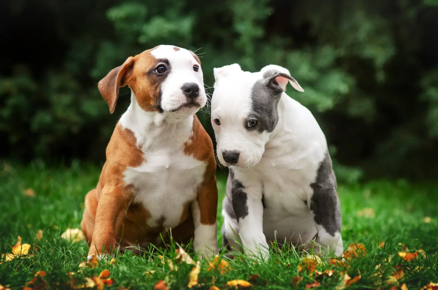 Amerikai staffordshire terrier kölyökkutya vásárlása felelősségvállalást jelent! Amerikai staffordshire terrier kiskutyák vásárlása.