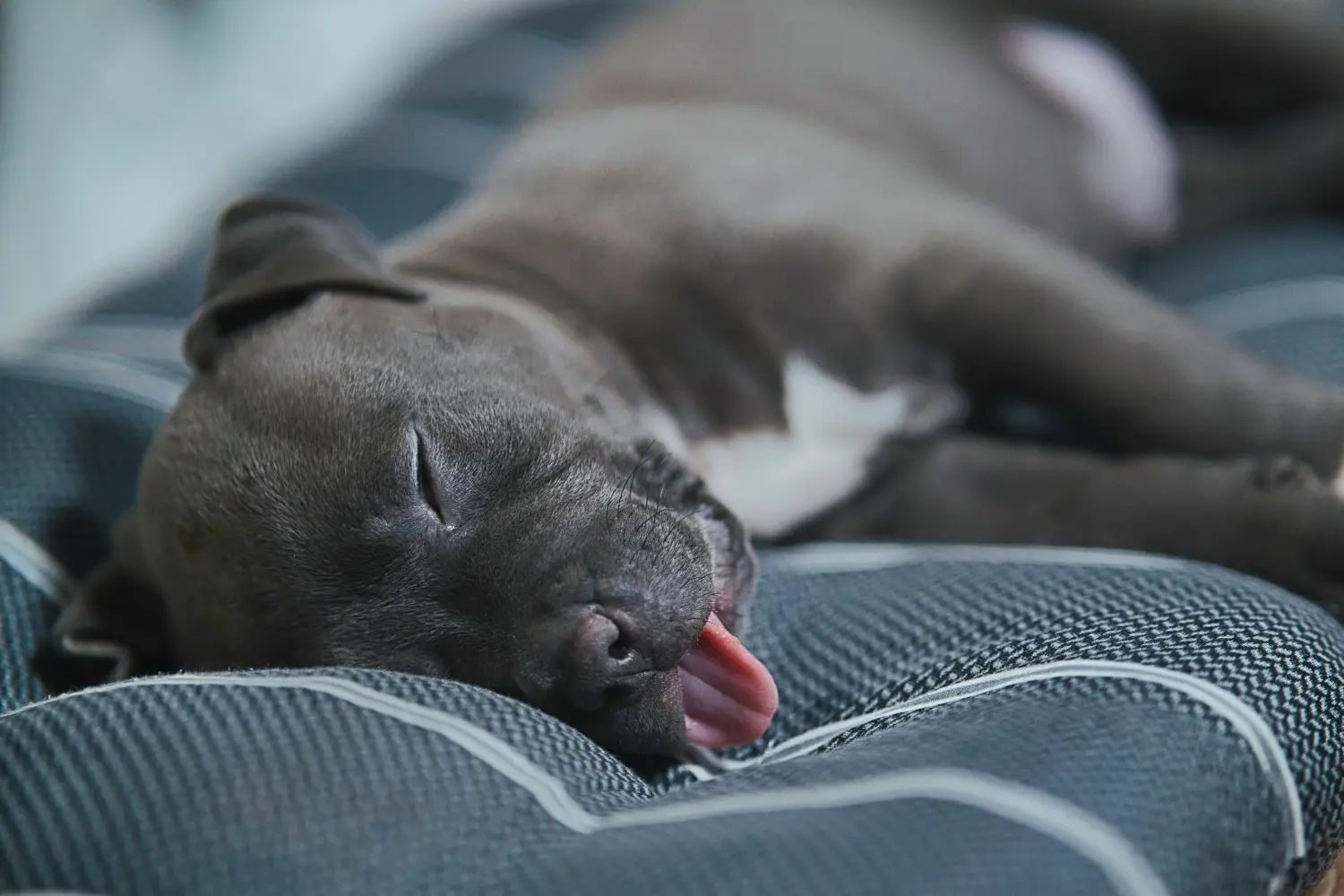 Amerikai staffordshire terrier kölyökkutya vásárlása felelősségvállalást jelent! Amerikai staffordshire terrier kiskutyák vásárlása.