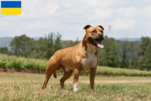 Read more about the article Amerikai staffordshire terrier tenyésztők és kölykök Ukrajnában