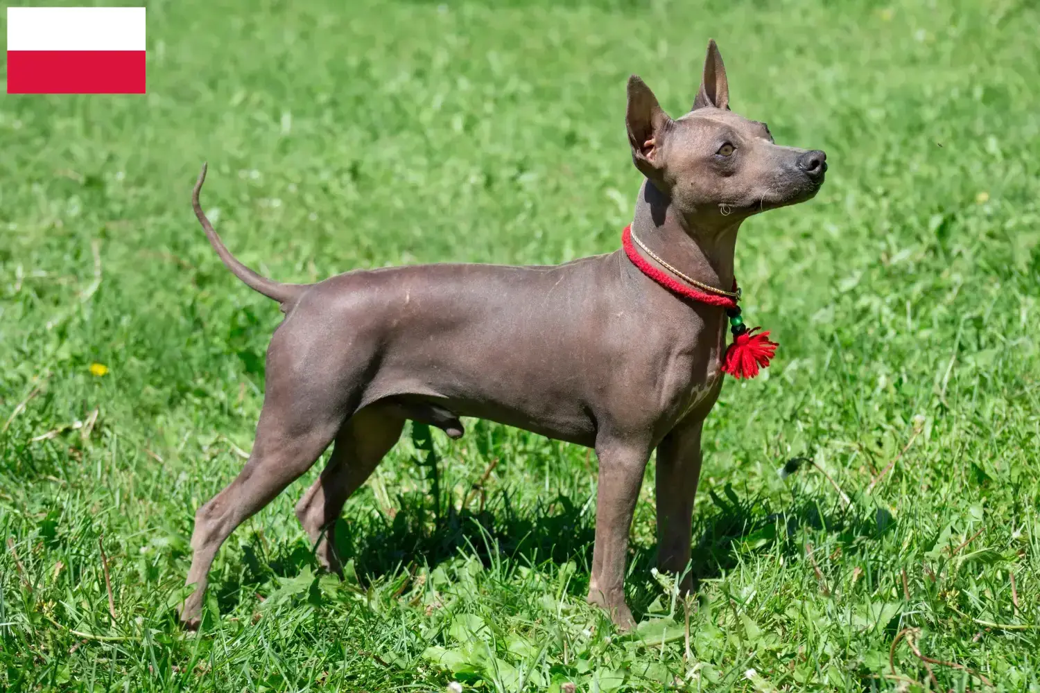Amerikai szőrtelen terrier kölykök és tenyésztők Lengyelország Lengyelországi amerikai szőrtelen terrier tenyésztőket itt találsz.