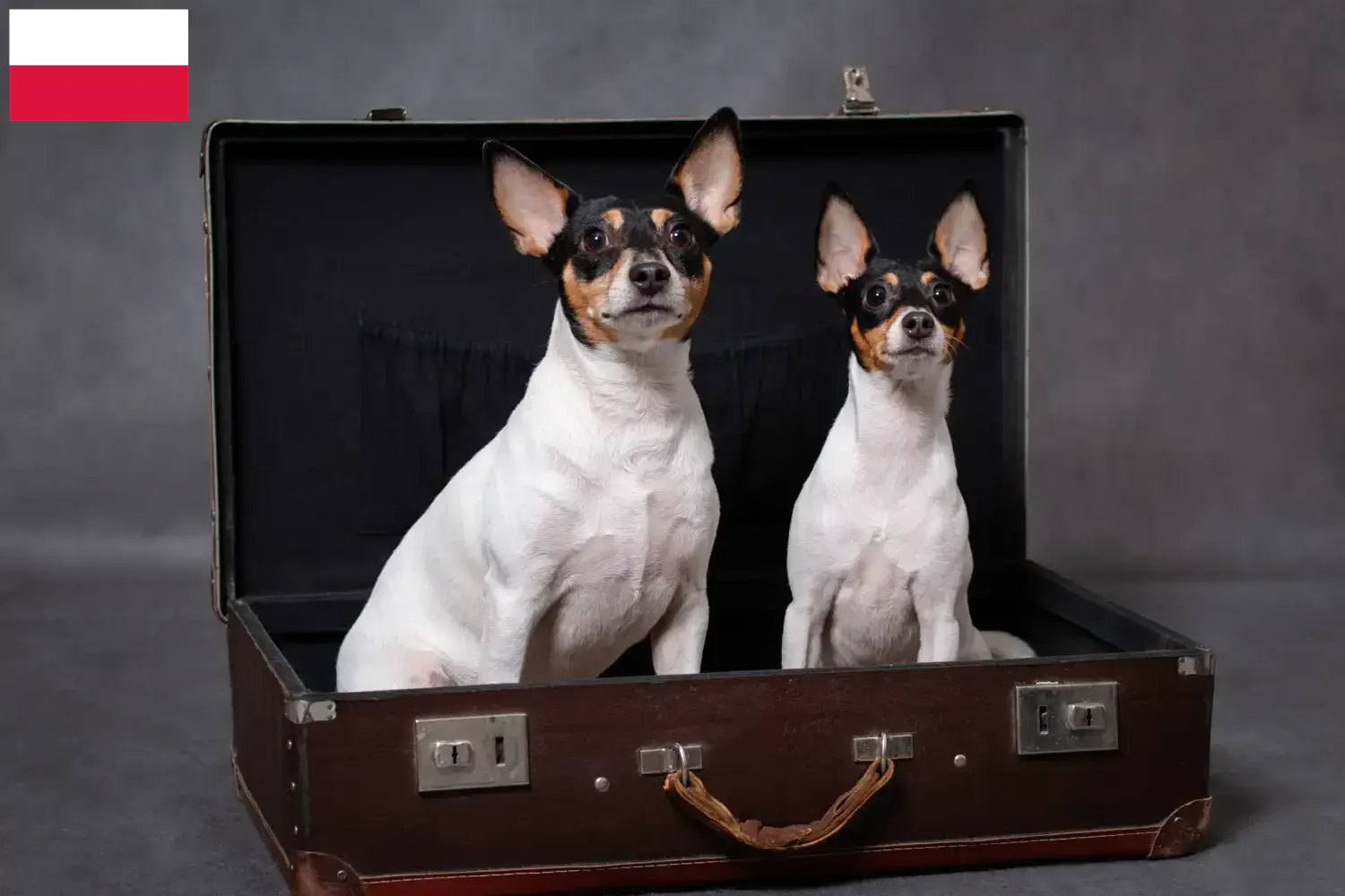 American Toy Terrier kiskutyák és tenyésztők Lengyelország American Toy Terrier tenyésztőket Lengyelországban itt találsz.