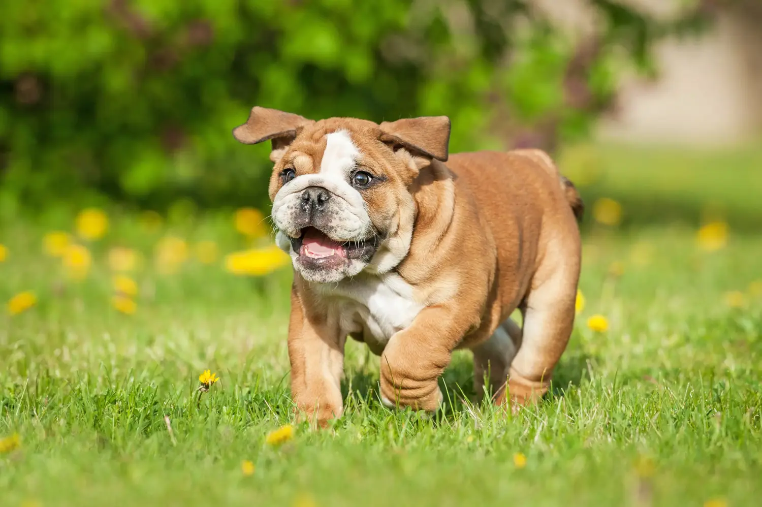 Angol bulldog kölyökkutya vásárlása felelősségvállalást jelent! Vásároljon angol bulldog kölyökkutyákat.