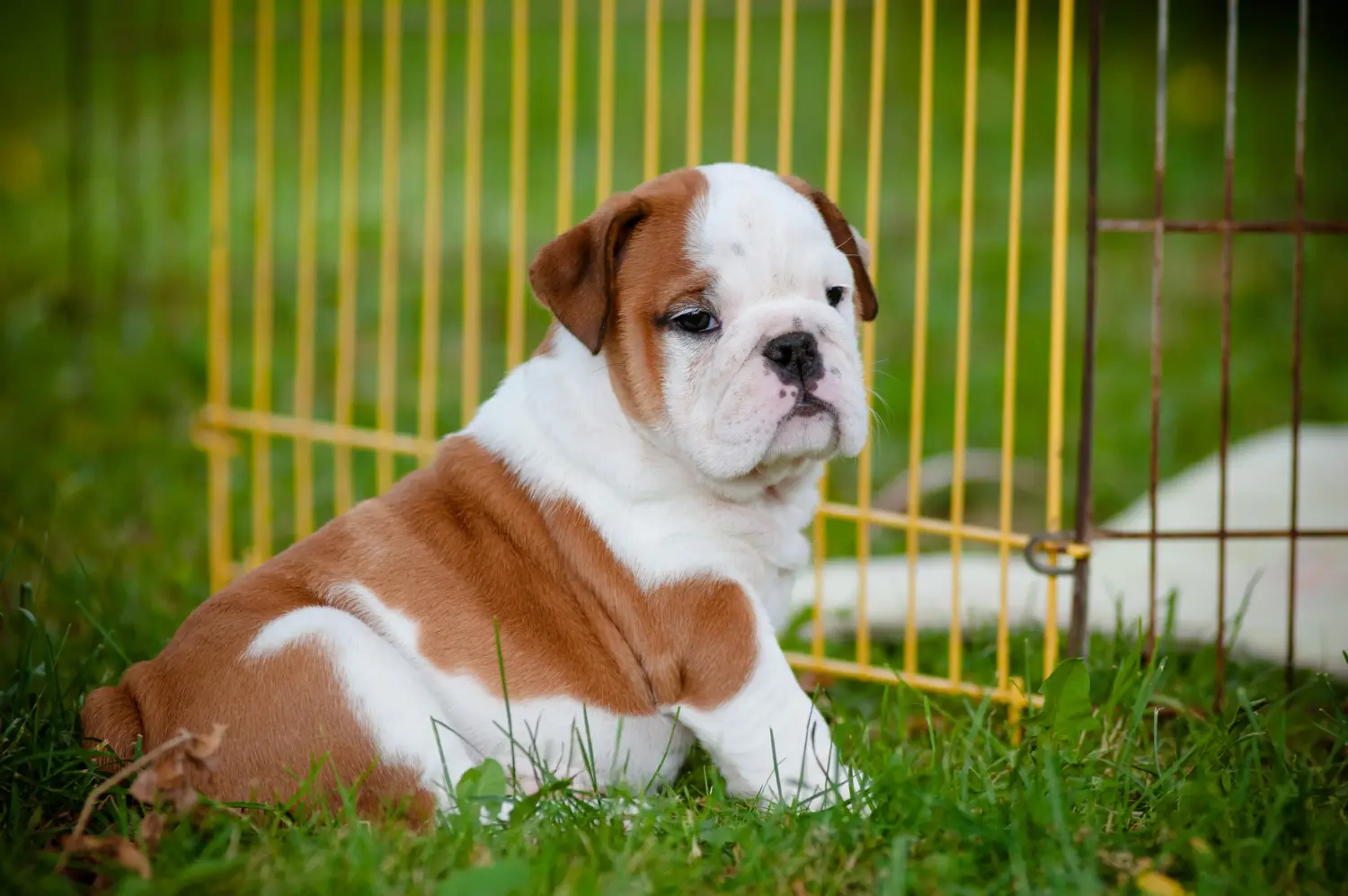 Angol bulldog kölyökkutya vásárlása felelősségvállalást jelent! Vásároljon angol bulldog kölyökkutyákat.
