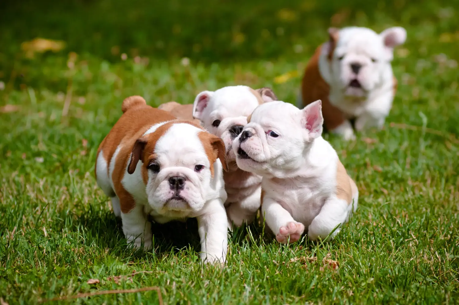 Angol bulldog kölyökkutya vásárlása felelősségvállalást jelent! Vásároljon angol bulldog kölyökkutyákat.