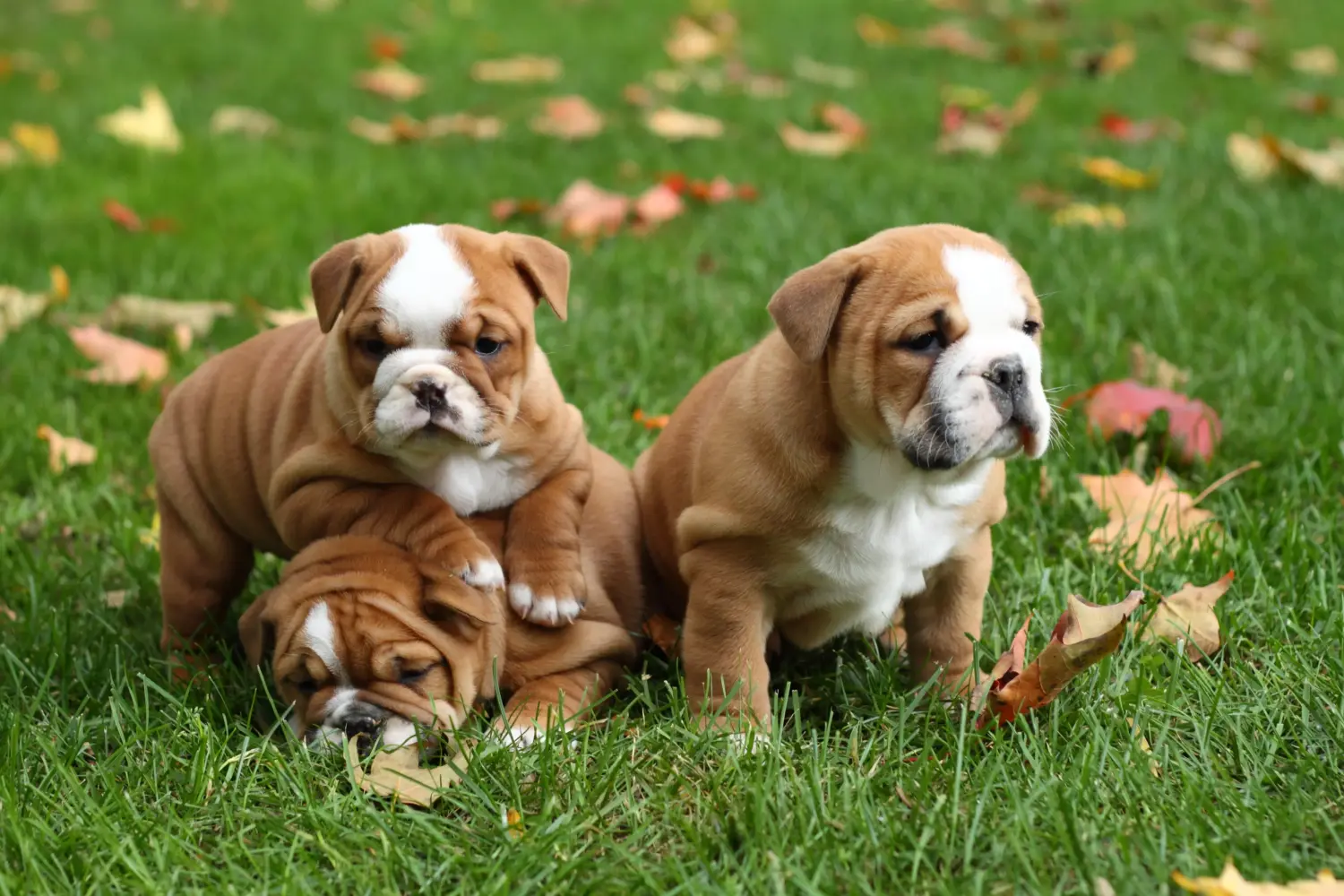 Angol bulldog kölyökkutya vásárlása felelősségvállalást jelent! Vásároljon angol bulldog kölyökkutyákat.