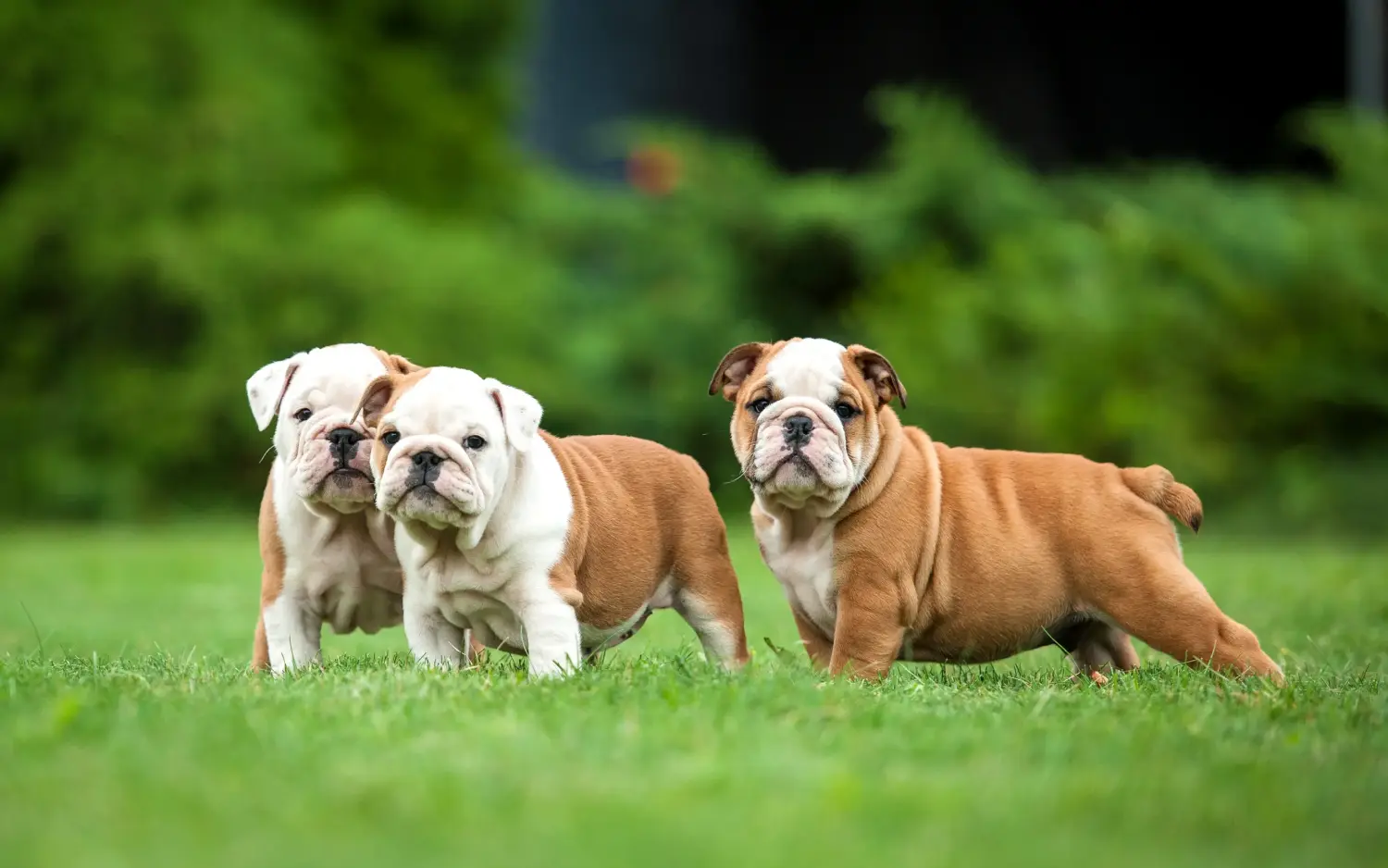 Angol bulldog kölyökkutya vásárlása felelősségvállalást jelent! Vásároljon angol bulldog kölyökkutyákat.