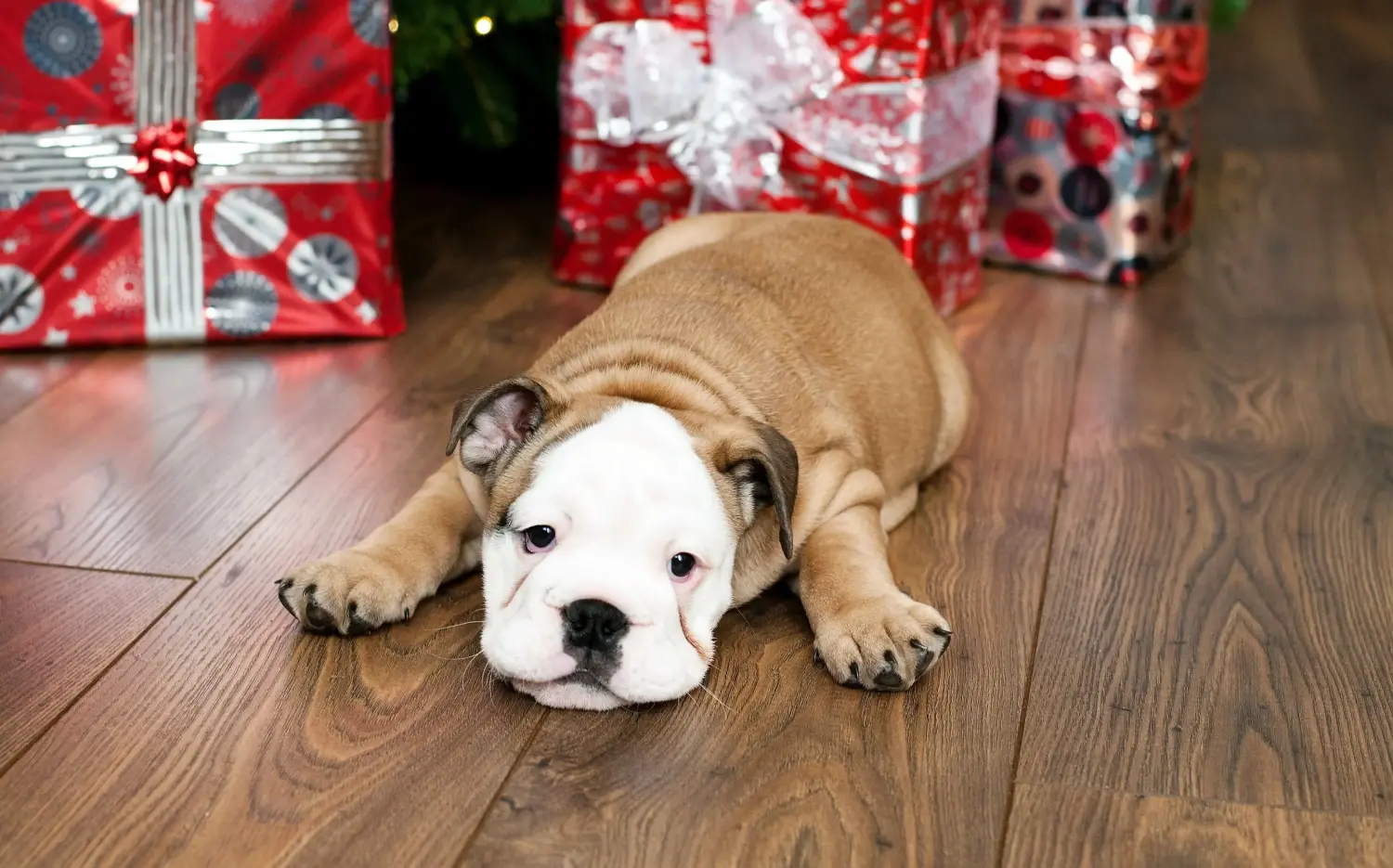 Angol bulldog kölyökkutya vásárlása felelősségvállalást jelent! Vásároljon angol bulldog kölyökkutyákat.