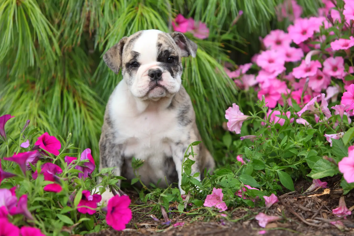 Angol bulldog kölyökkutya vásárlása felelősségvállalást jelent! Vásároljon angol bulldog kölyökkutyákat.