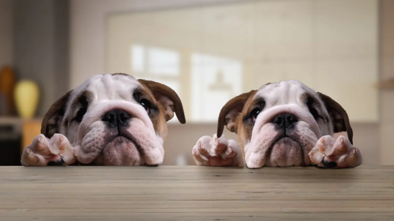 Angol bulldog kölyökkutya vásárlása felelősségvállalást jelent! Vásároljon angol bulldog kölyökkutyákat.