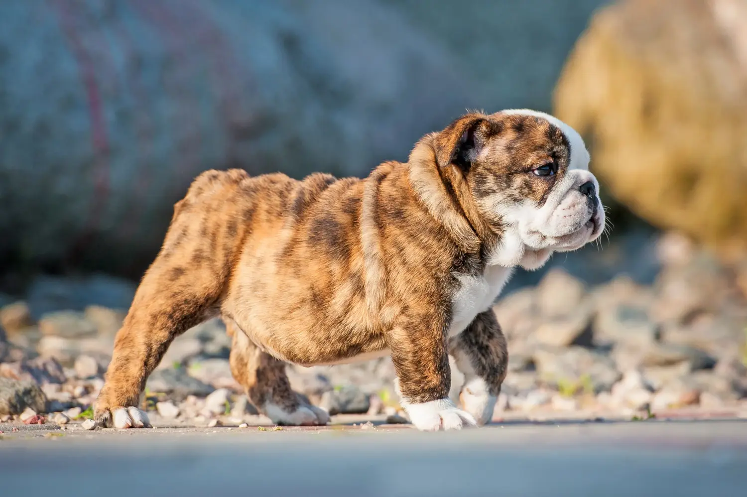 Angol bulldog kölyökkutya vásárlása felelősségvállalást jelent! Vásároljon angol bulldog kölyökkutyákat.