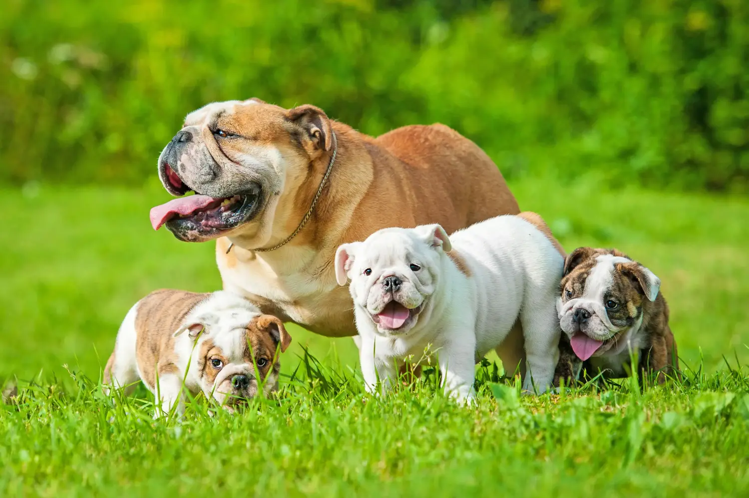 Angol bulldog kölyökkutya vásárlása felelősségvállalást jelent! Vásároljon angol bulldog kölyökkutyákat.