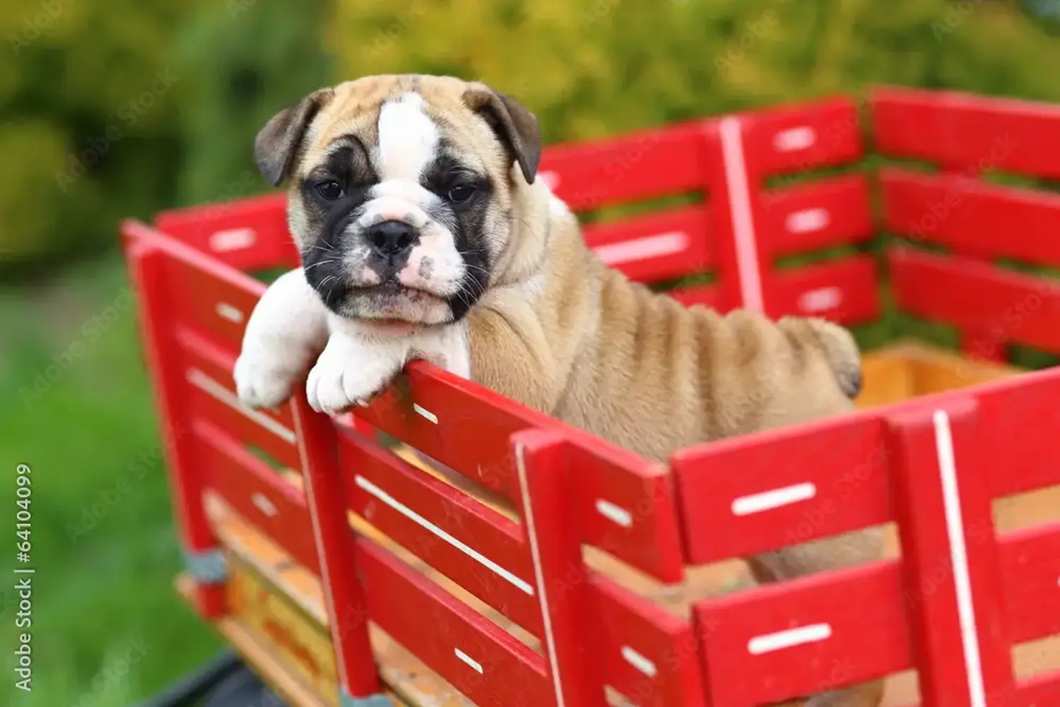 Angol bulldog kölyökkutya vásárlása felelősségvállalást jelent! Vásároljon angol bulldog kölyökkutyákat.