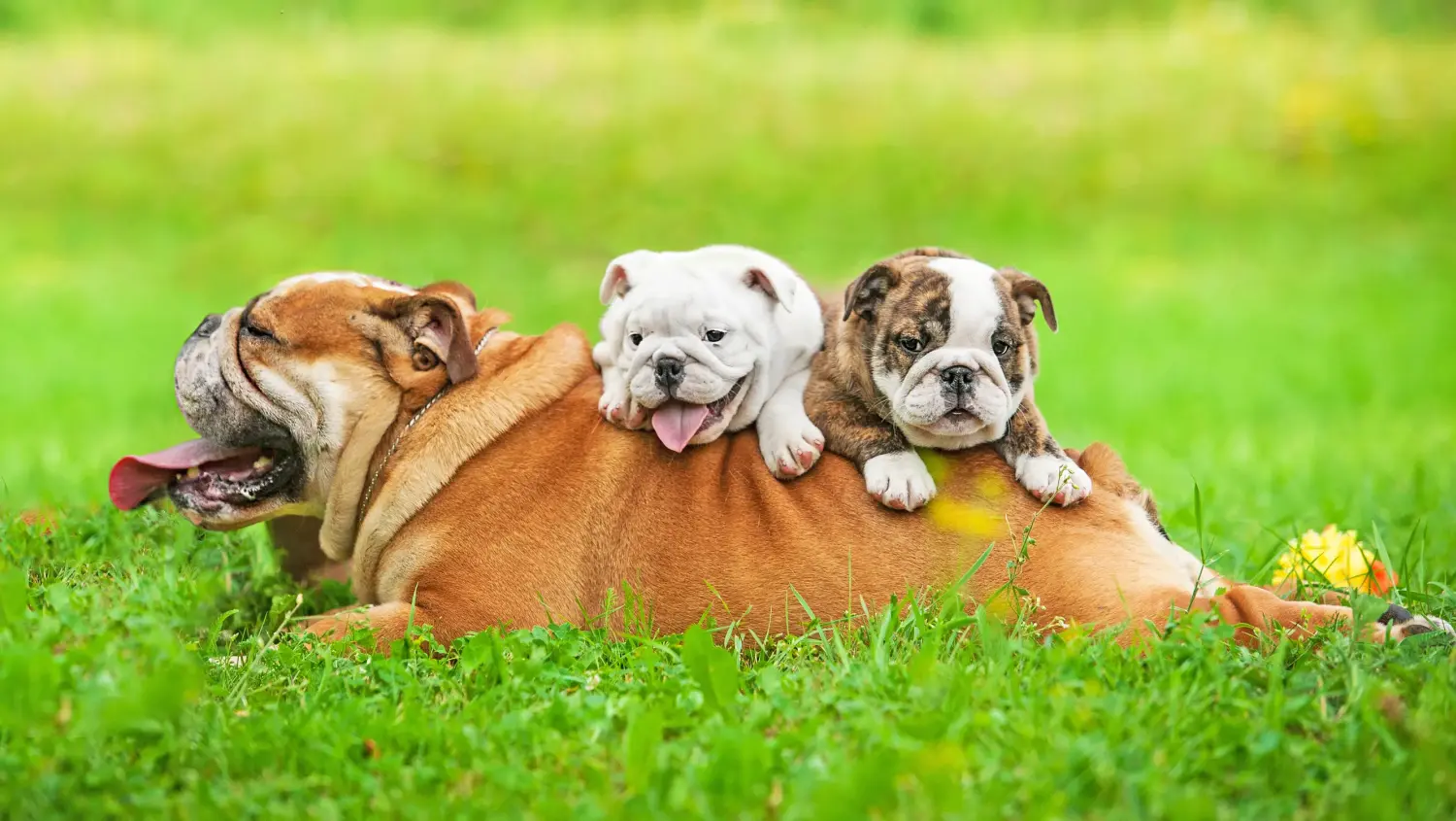Angol bulldog kölyökkutya vásárlása felelősségvállalást jelent! Vásároljon angol bulldog kölyökkutyákat.
