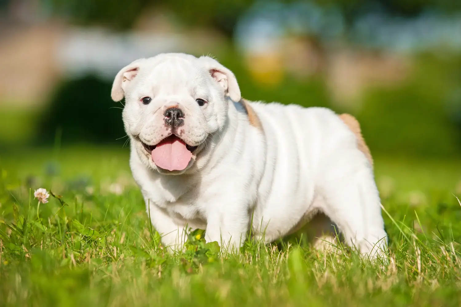 Angol bulldog kölyökkutya vásárlása felelősségvállalást jelent! Vásároljon angol bulldog kölyökkutyákat.