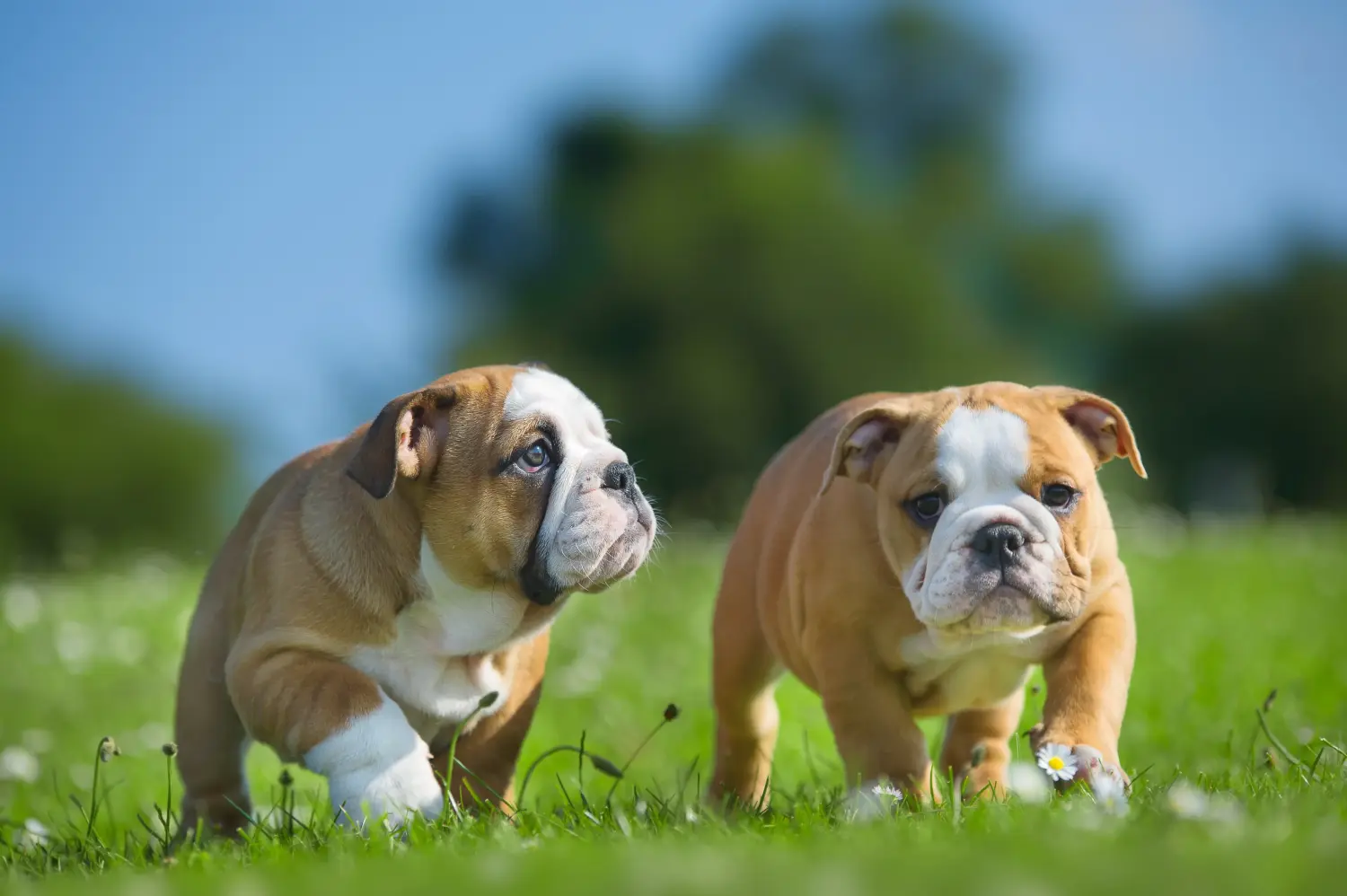 Angol bulldog kölyökkutya vásárlása felelősségvállalást jelent! Vásároljon angol bulldog kölyökkutyákat.