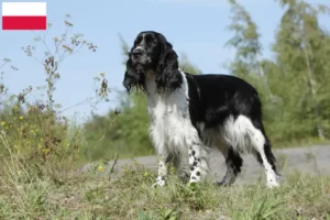 Read more about the article Angol Springer spániel tenyésztők és kölykök Lengyelországban