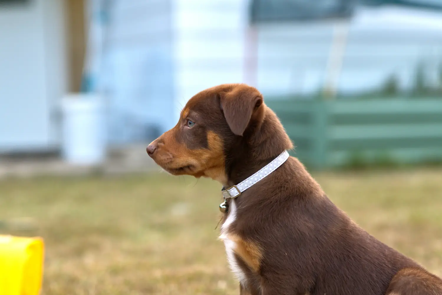 Egy ausztrál kelpie kölyökkutya megvásárlása felelősségvállalást jelent! Vásároljon ausztrál kelpie kölyökkutyákat.