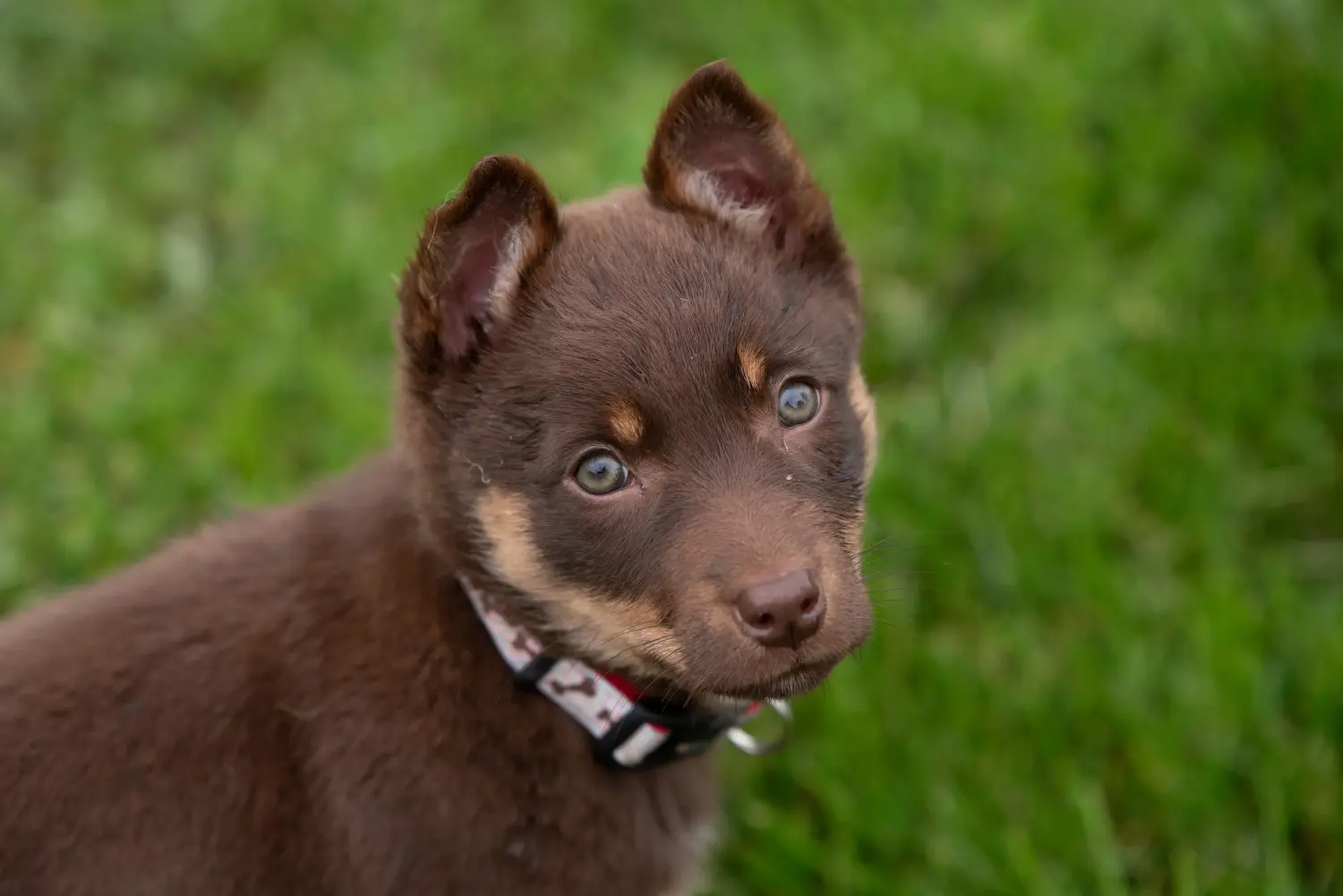 Egy ausztrál kelpie kölyökkutya megvásárlása felelősségvállalást jelent! Vásároljon ausztrál kelpie kölyökkutyákat.